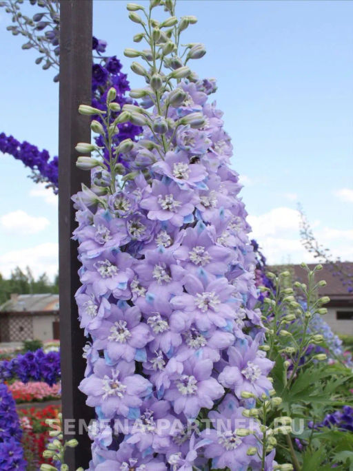 Дельфиниум Монинг Лайт - Партнер фото 6