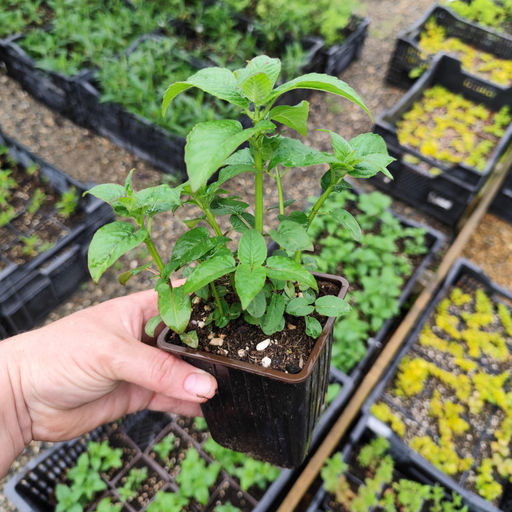 Монарда (бергамот) Бьюти Оф Кобхем - Долина роз фото 5