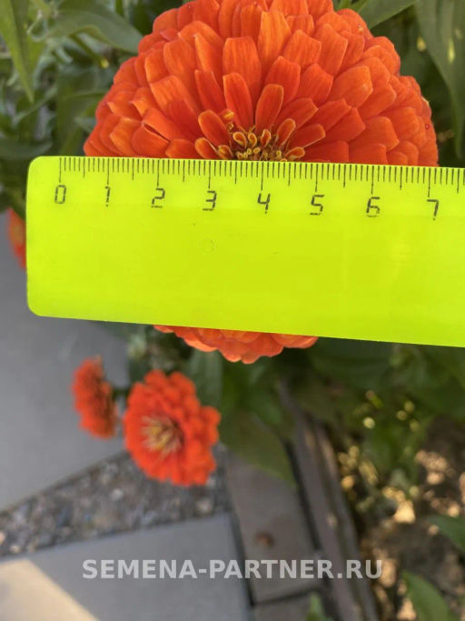 Цинния георгиновидная Сочные тропики Дайкири - Партнер фото 6