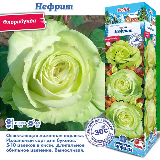 Роза Нефрит (Флорибунда) 1шт
