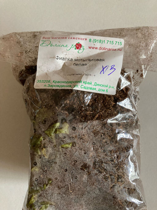 Фиалка мотыльковая белая