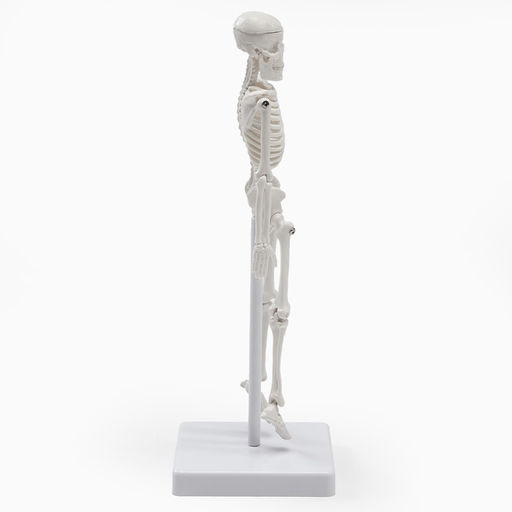Анатомическая модель «Макет скелета взрослого человека», 22 см