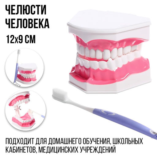 Игровой набор Макет челюсти человека, 12 ? 9 см, с щёткой, щётка цвета МИКС