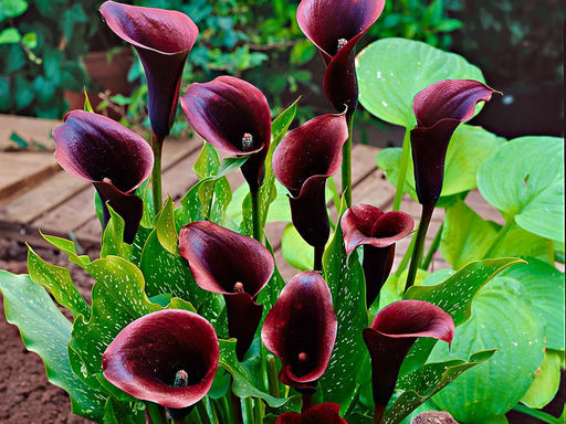 Калла Odessa (Одесса) - Долина роз фото 6