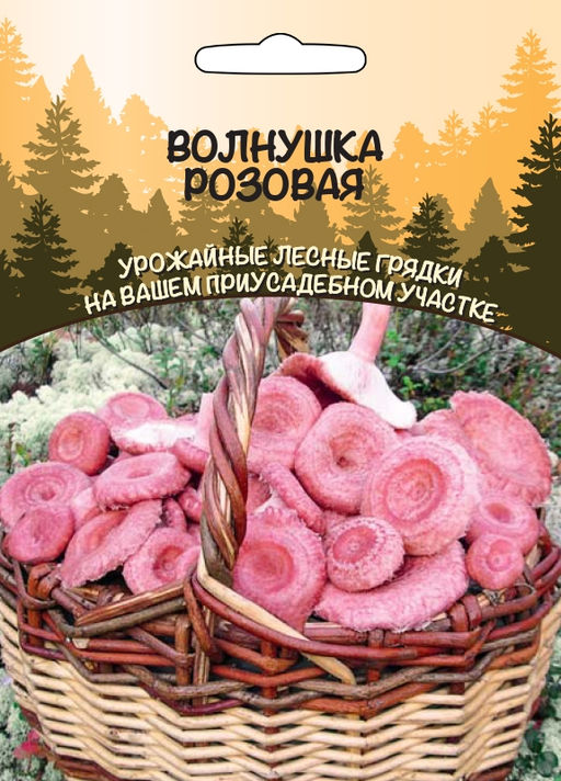 Грибы ВОЛНУШКА РОЗОВАЯ