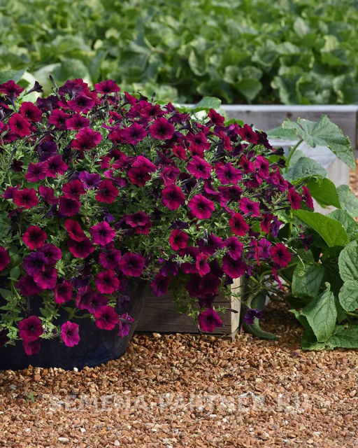 Петуния Изи Вэйв Бургунди Велюр каскадно-ампельная - Партнер фото 4