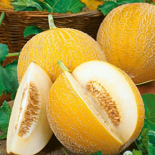 6198U Дыня Млада 5шт