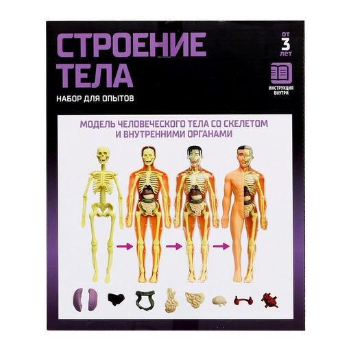 Набор для опытов Строение тела, анатомия человека - Эврики фото 11