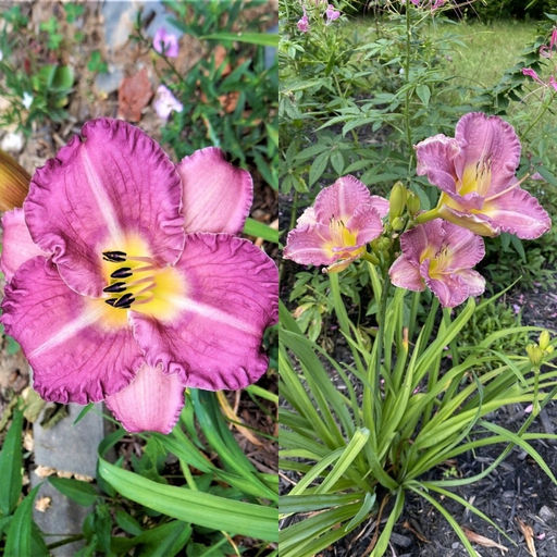 Лилейник Энтрапмент - Долина роз фото 3