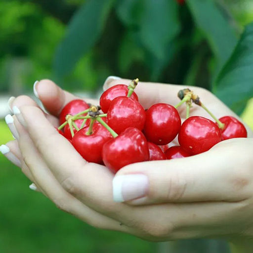 Удобрение органическое для косточковых ЧерриГарден Органик Микс 850 гр - Органикмикс фото 5