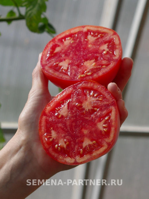 Томат Фаворит F1 - Партнер фото 6