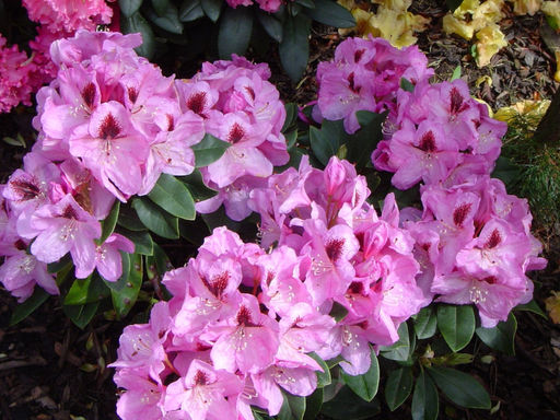 Рододендрон Lugano (Лугано) - Долина роз фото 12