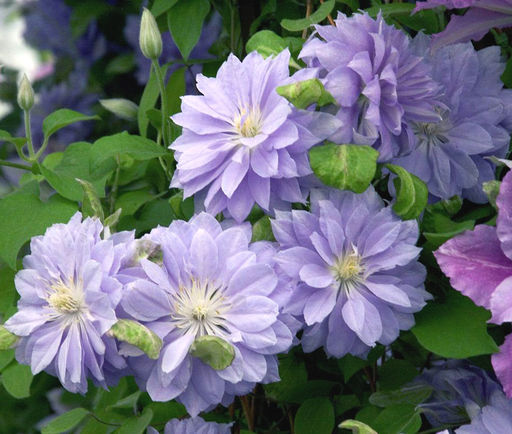 КЛЕМАТИС Денниз Дабл Разбор I Кол-во упак., шт 2