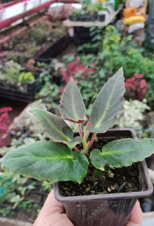 Бегония Magdalena Madsen (горшок 0,3 л) - 1000корней фото 2