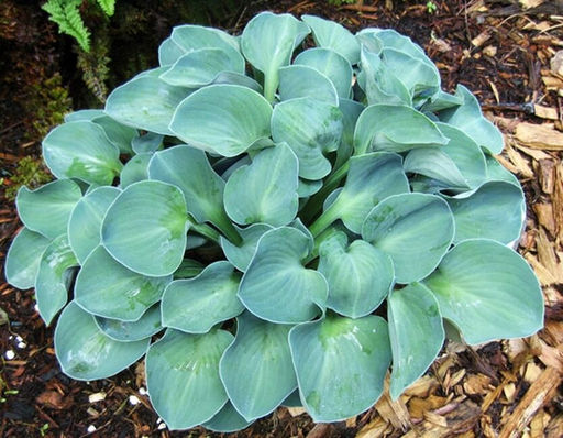 ХОСТА Блю Маус Иэрс Разбор 1 n Кол-во упак., шт 2