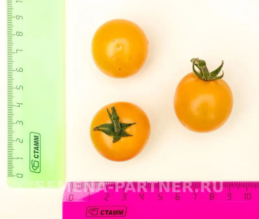 Томат Черри Краски - Партнер фото 3