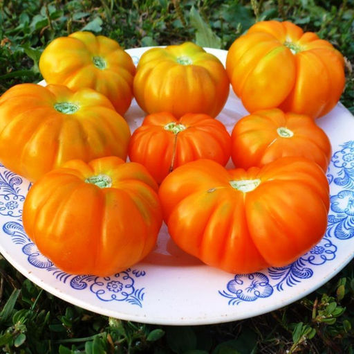 Помидоры Togorific Yellow Tomato Тогорифик Жёлтый