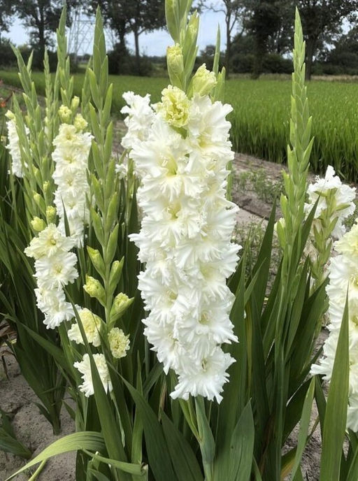 Гладиолус Cera Summum (Гофрированный) - Голландские луковицы фото 2