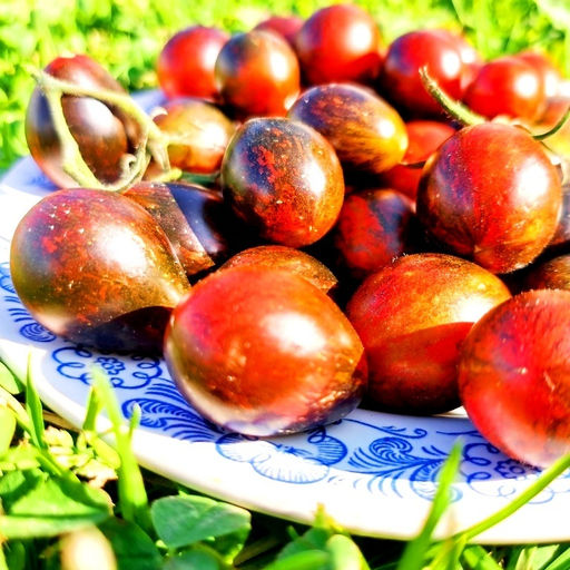 Помидоры Синий Кейс - BLUE KEYES Tomato