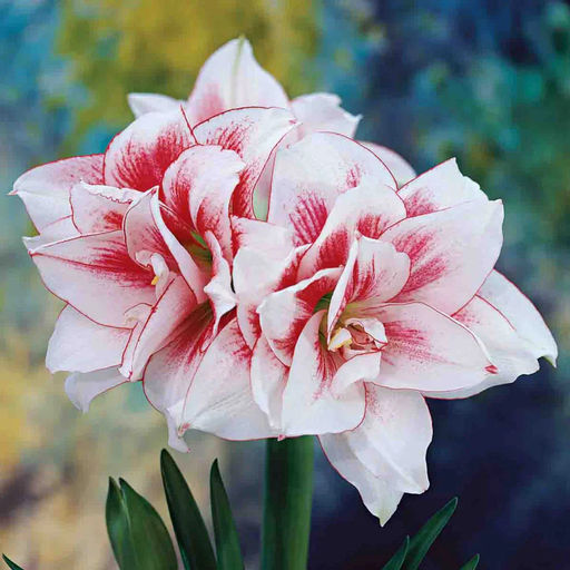 Амариллис Elvas (Махровый) - Голландские луковицы фото 2