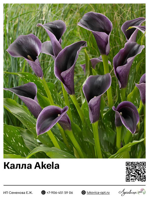 Калла Akela
