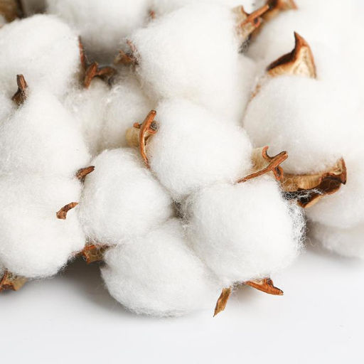 Сухоцвет хлопок «Сливочные облака»