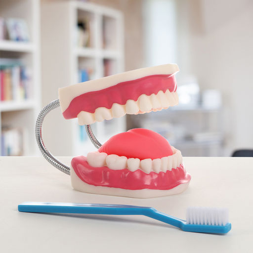 Анатомическая модель «Макет челюсти человека», 21×15×13 см