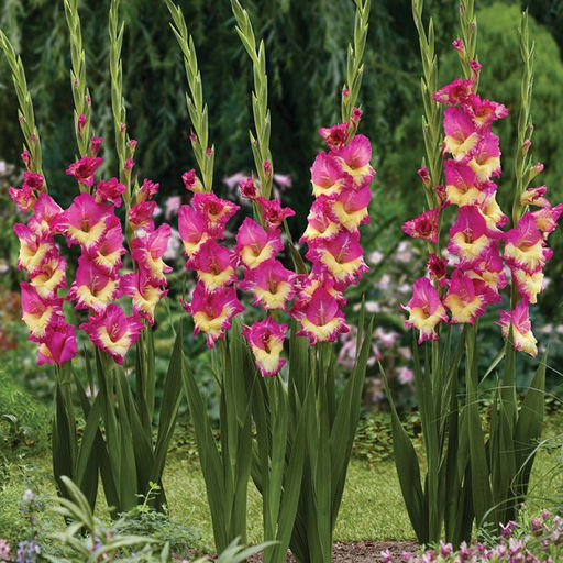 Гладиолус Extravert - Голландские луковицы фото 2