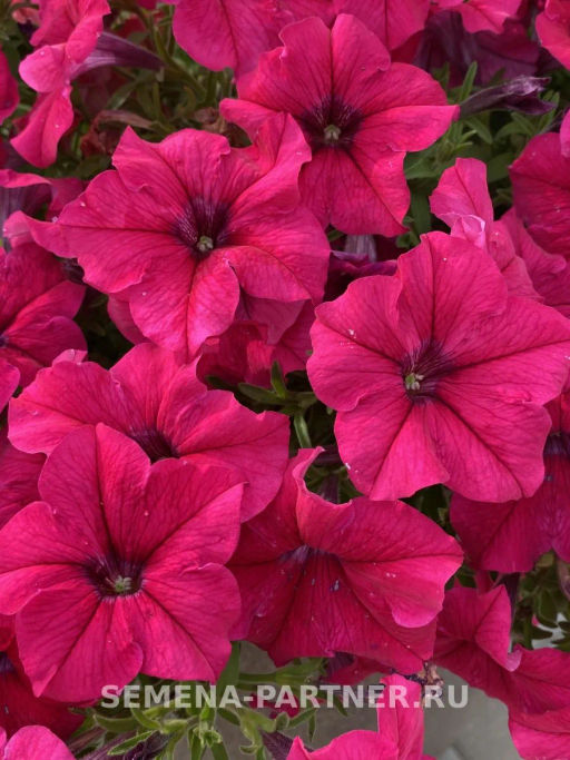 Петуния Кэнди Фредерика прямостоячая розово-пурпурная - Партнер фото 6
