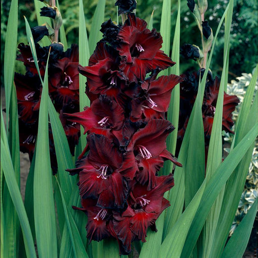 ГЛАДИОЛУС Блэк Стар Разбор 10/12 Кол-во упак., шт 10