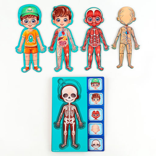 Обучающий набор Тело человека, рамка-вкладка и книга с наклейками - Лесная мастерская фото 9