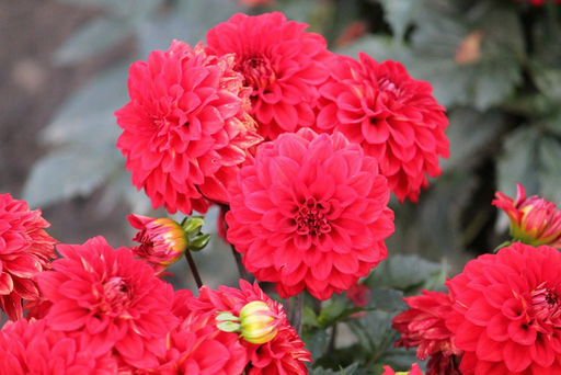 ГЕОРГИНА Мелоди Болеро Разбор I Кол-во упак., шт 1