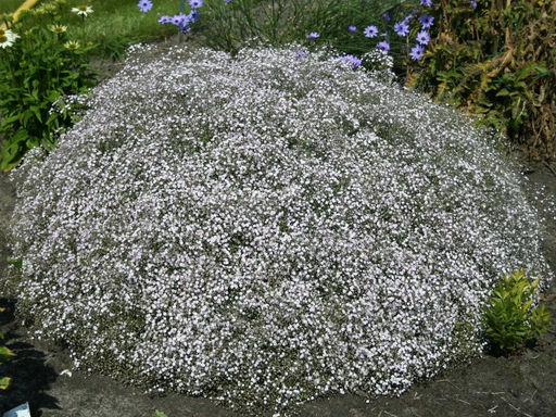 Гипсофила белая - Долина роз фото 2