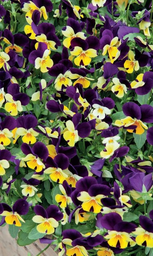 Фиалка рогатая ТУРЕЦКИЙ КОВЕР Одновременно до 60 цветков