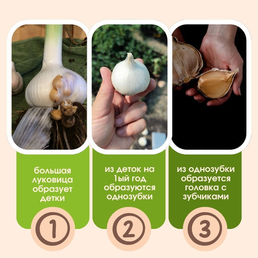 Чеснок Рокамболь-однозубка 3шт - Долина роз фото 3