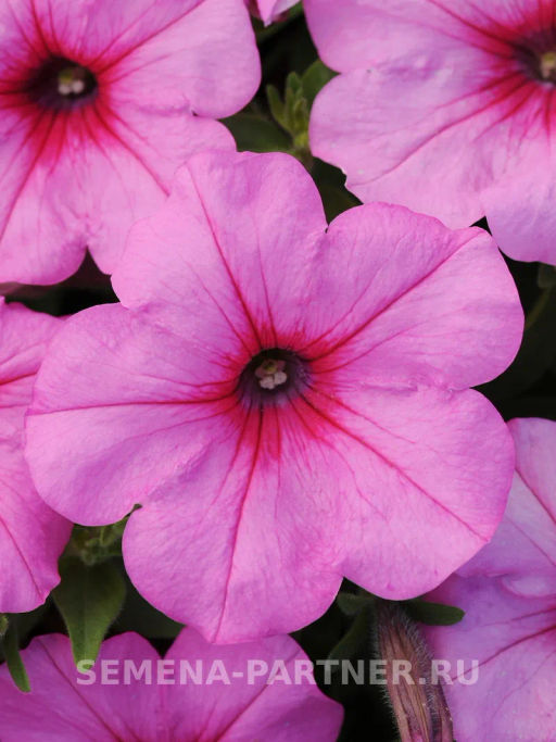 Петуния Изи Вэйв Пинк Пейшен каскадно-ампельная розовая - Партнер фото 7