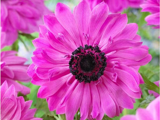 Анемона The Admiral (Адмирал) 10шт - Долина роз фото 3