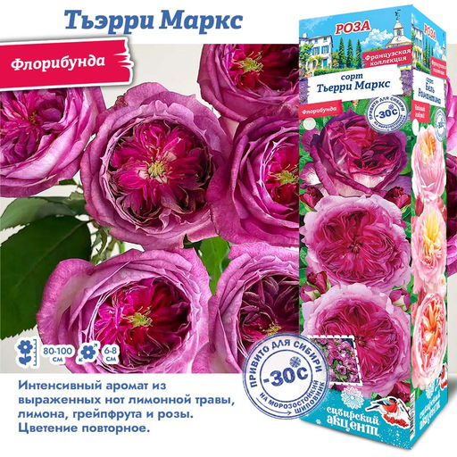Роза Тьэрри Маркс (Флорибунда) 1шт