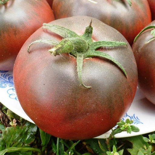 Помидоры Тульский Чёрный - Black from Tula