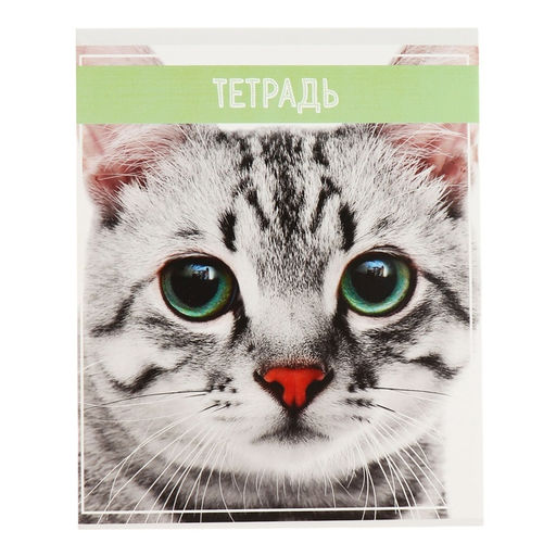 Комплект тетрадей из 5 штук (4 разные + 1 повторяющаяся), 36 листов в клетку Calligrata "Кошки", обложка мелованная бумага, блок №2, белизна 75% (серые листы)