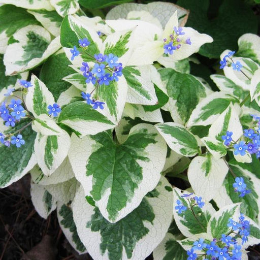 Бруннера Variegata (Крупнолистная) - Голландские луковицы фото 2