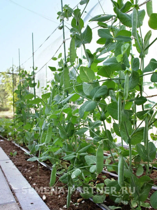 Горох овощной Сомервуд - Партнер фото 6