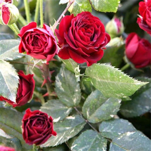 R574 ЭЛИ СЕМУН