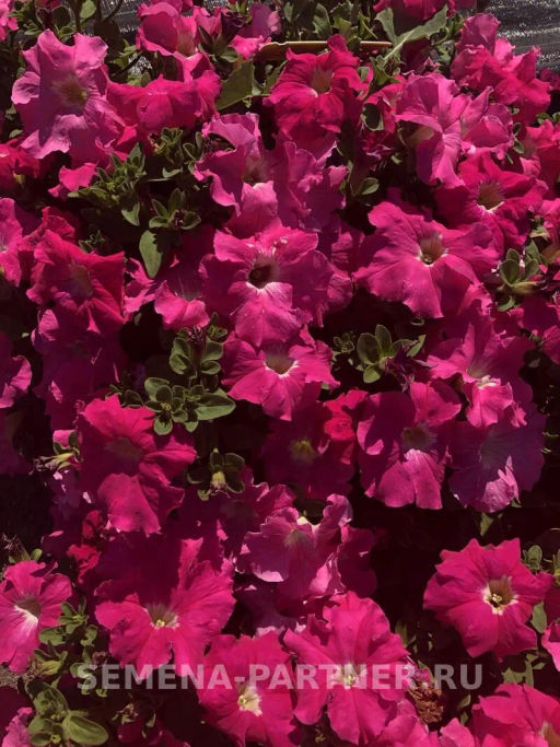 Петуния Супремо Эмилия полуампельная тёмно-розовая - Партнер фото 4