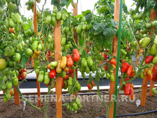 Томат Жиголо - Партнер фото 5