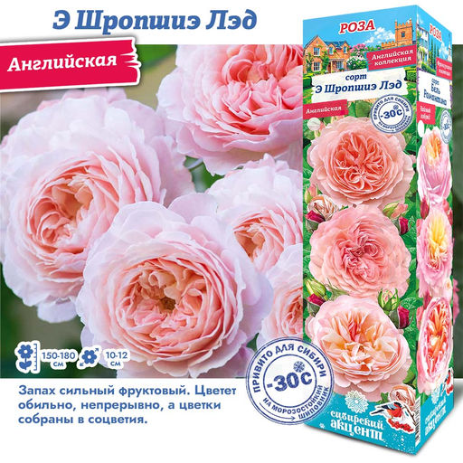 Роза Э Шропшиэ Лэд (Английская) 1шт