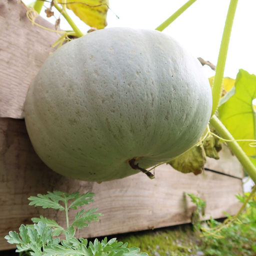 Тыква КЛАВДИЯ  Короткоплетистая! Сладкий, ароматный сорт! Устойчив к засухе и болезням!