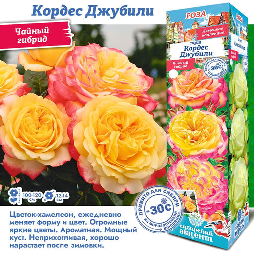 Роза Кордес Джубили (Чайно-гибридная) 1шт