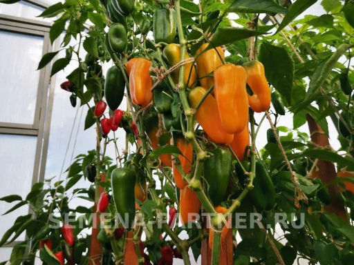 Перец сладкий Кеша - Партнер фото 3