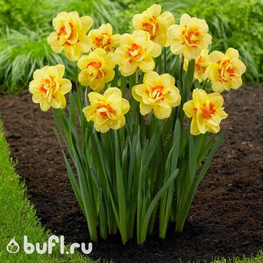 Нарцисс Tahiti (3 луковицы) - Bufl фото 4